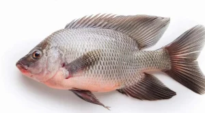 Tilapia