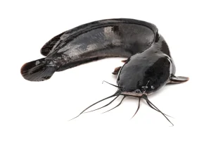 Catfish
