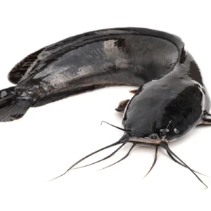 Catfish