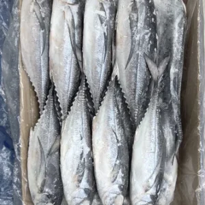 Mackerel Carton