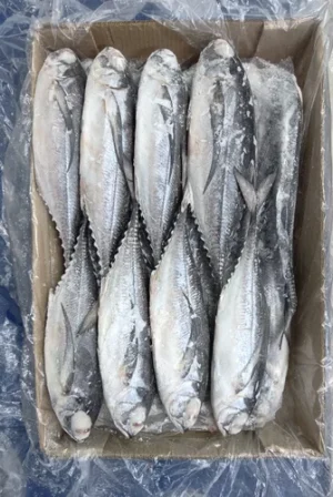 Mackerel Carton